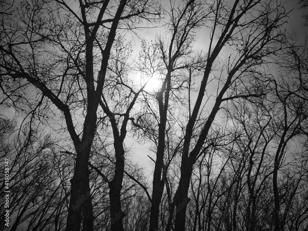 Black and white trees in the woods Black and white trees in the woods