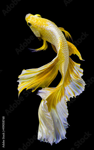 Beautiful movement of golden betta fish, yellow Siamese fighting fish, Betta splendens isolated on black background, Studio shot.