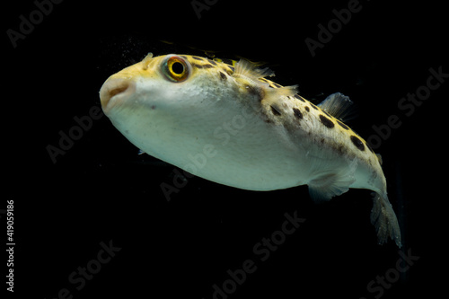 Spotted green pufferfish, tetraodon or Dichotomyctere nigroviridis on black background
 photo