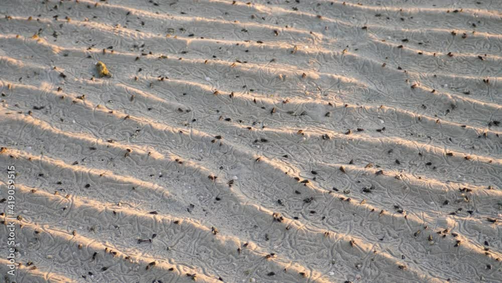 Snail on sand beach near water sea or ocean. Seashore, natural relax paradise. Travel in tropical climate at summer. Travel and summer holiday vacation. Crab with claws creeping