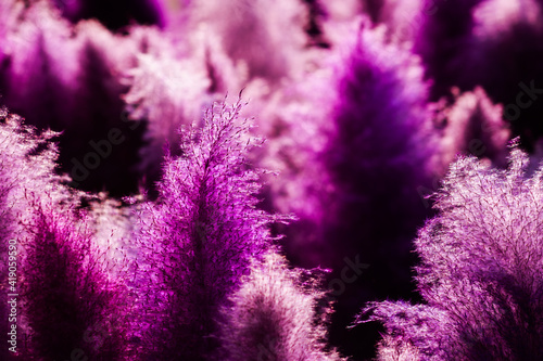 A close up of purple grass flowers