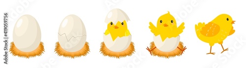 Chicken hatching stages. Newborn little cute chick, small baby bird emergence from egg, cracked shell in laying hens nest. Easter chicks concept. Domestic animal vector cartoon concept