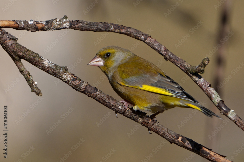 European greenfinch (Chloris chloris) European greenfinch (Chloris chloris)