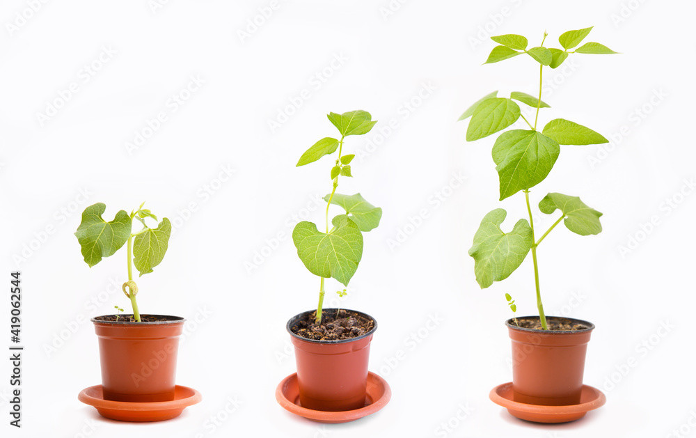 young bean sprout in a pot isolated on white background young bean sprout in a pot isolated on white background