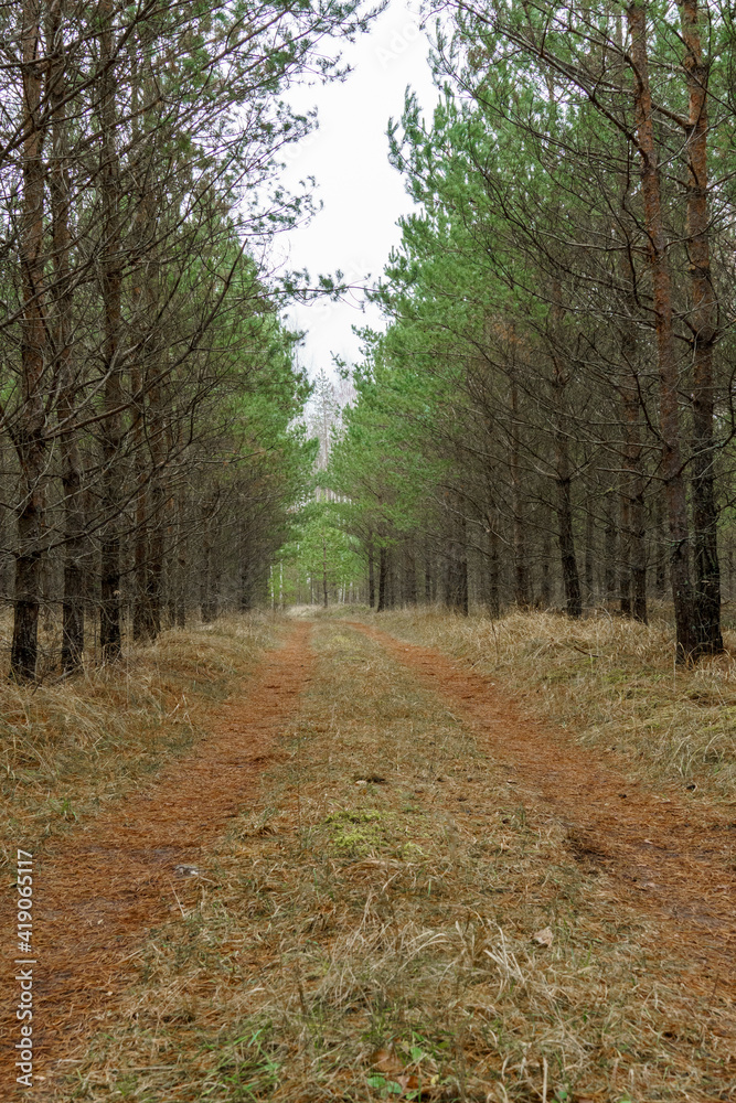 Naklejka premium forest road between trees