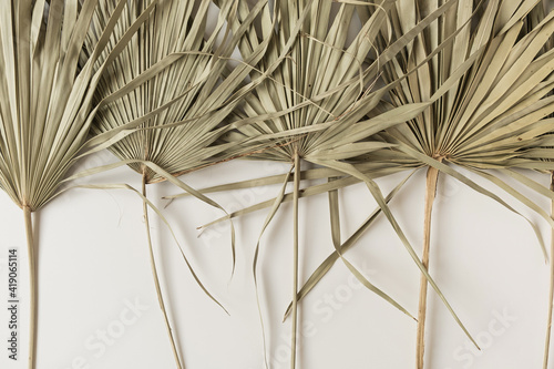 Dry tropical exotic palm leaves on white background. Flat lay  top view minimalist floral pattern aesthetic composition.