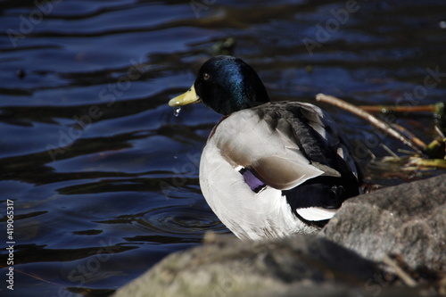 duck and ducklings