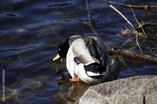 duck in the water