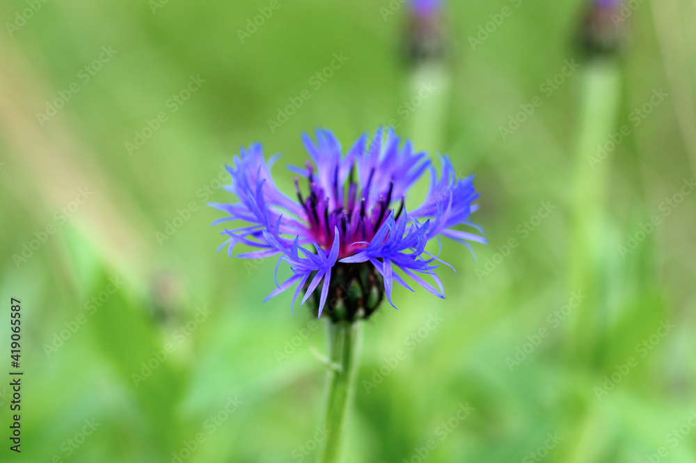 cornflower is a wild field herb with blue purple flowers in full bloom. cornflower (latin. centaurea cyanus) is a genus of herbaceous plants is used in folk medicine as a medicinal plant cornflower is a wild field herb with blue purple flowers in full bloom. cornflower (latin. centaurea cyanus) is a genus of herbaceous plants is used in folk medicine as a medicinal plant