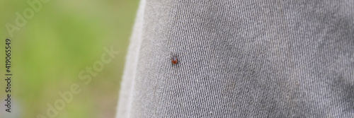 the taiga tick is a blood - sucking parasite of the ixodes family, a vector of lyme disease and tick-borne encephalitis. the imago of a tick crawls on a person's clothes. banner