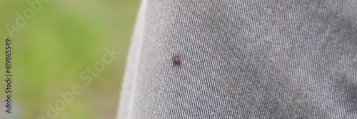 the taiga tick is a blood - sucking parasite of the ixodes family, a vector of lyme disease and tick-borne encephalitis. the imago of a tick crawls on a person's clothes. banner photo