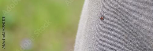 Foto the taiga tick is a blood - sucking parasite of the ixodes family, a vector of lyme disease and tick-borne encephalitis