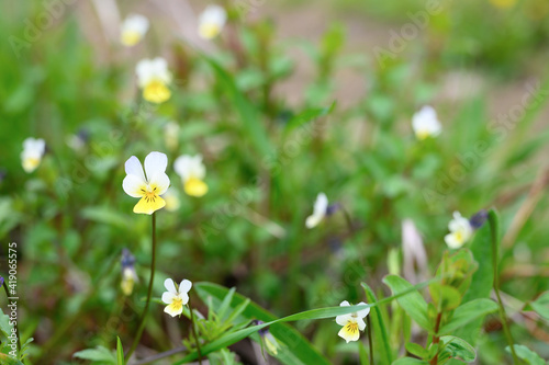 viola arvensis is a wild field herb with white yellow flowers in full bloom with meadow grass. viola arvensis is used in folk medicine as a medicinal plant