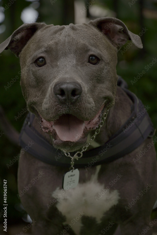 pit bull dog in the park