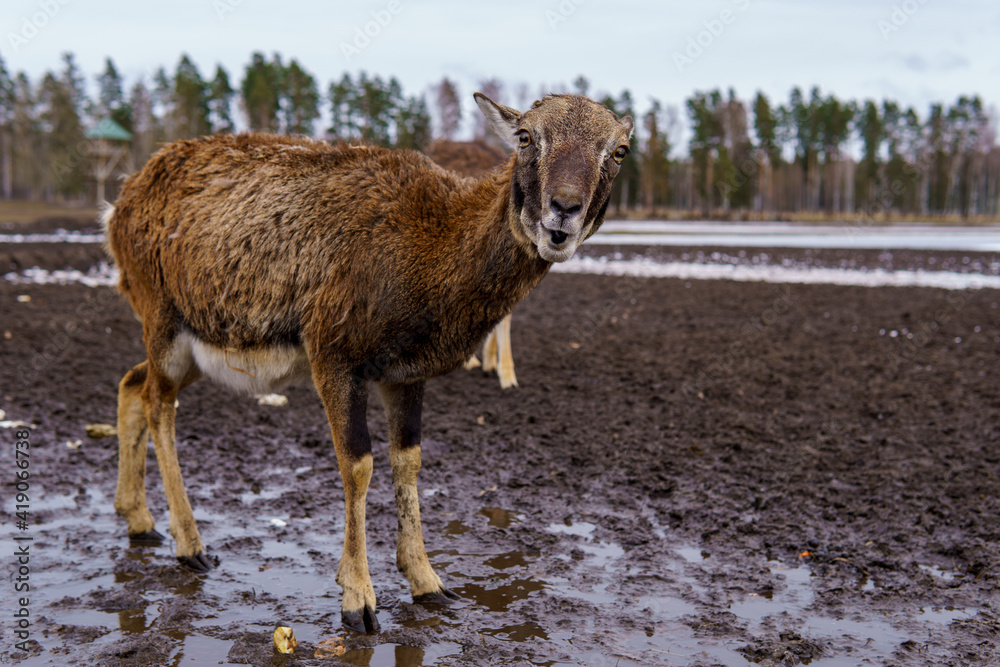 Fototapeta premium beautiful forest animal deer