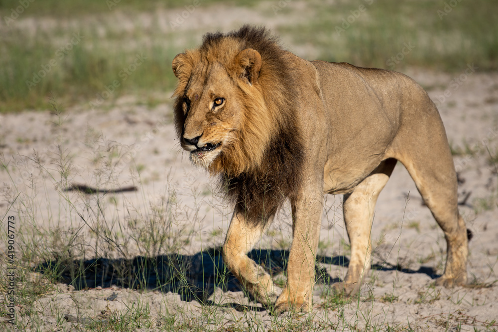 Naklejka premium Beautiful Lion Caesar in the golden grass of Masai Mara, Kenya