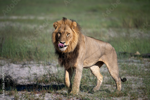 Wallpaper Mural Beautiful Lion Caesar in the golden grass of Masai Mara, Kenya Torontodigital.ca