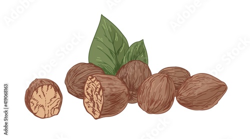 Dry nutmeg or mace nut in shell with seeds and leaves. Aromatic winter spice drawn in vintage style. Colored hand-drawn vector illustration isolated on white background