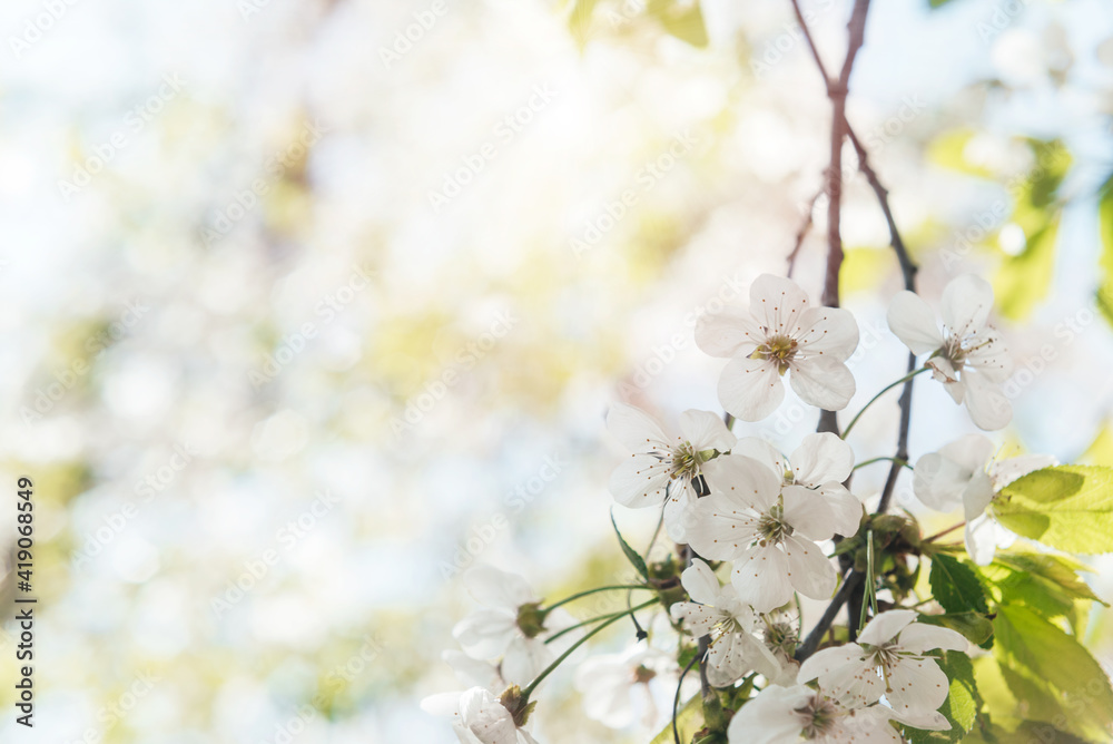 Blossoming tree brunch with white flowers on bokeh pastel background, beautiful spring banner Blossoming tree brunch with white flowers on bokeh pastel background, beautiful spring banner
