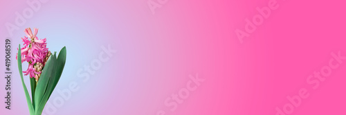 Hyacith flower on blue and purple background, floral spring banner © Marinesea