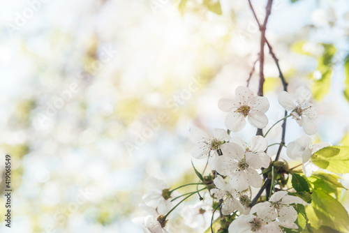 Blossoming tree brunch with white flowers on bokeh pastel background, beautiful spring banner