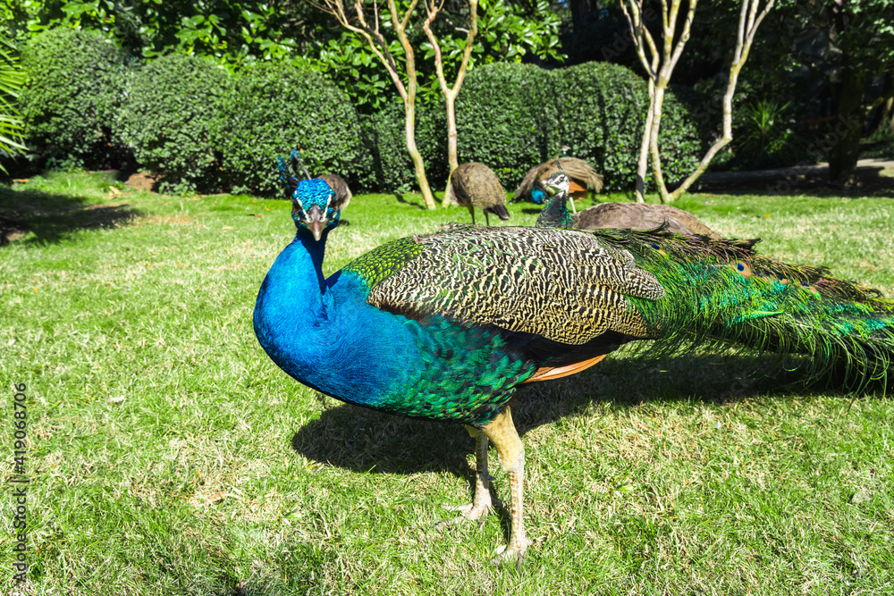 Obraz premium Peacock with luxurious feathers standing on the lawn looks at the camera