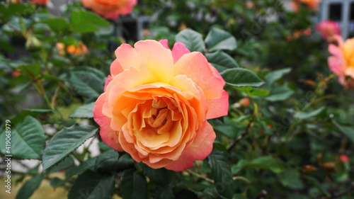 Beautiful amber-colored dingle rose flower in the garden close up.