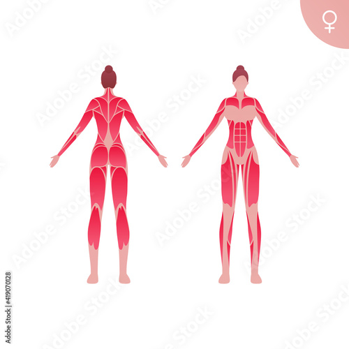 Human muscle body anatomy. Vector flat color illustration. Full length anatomic female character. Woman front and back skinless view. Design element for medicine, education and sport.