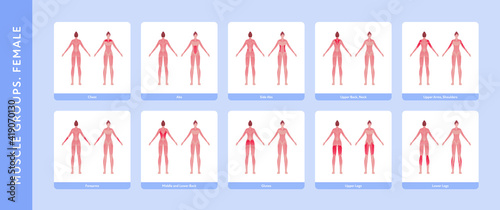 Human muscle group and body anatomy. Vector flat color illustration set. Full length anatomic female model with highlight group. Front and back view. Design element for medicine, education and sport.