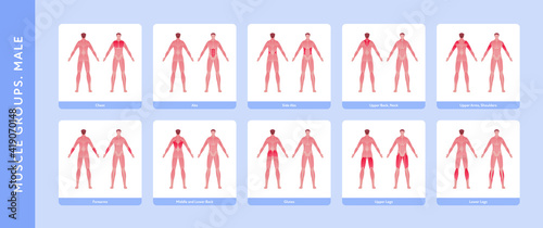 Human muscle group and body anatomy. Vector flat color illustration set. Full length anatomic male model with highlight group. Front and back view. Design element for medicine, education and sport.