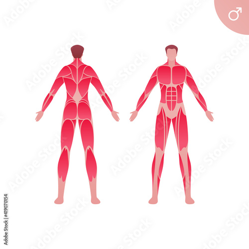 Human muscle body anatomy. Vector flat color illustration. Full length anatomic male character. Man front and back skinless view. Design element for medicine, education and sport.
