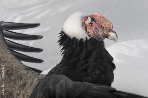 Red head of the Andean condor on a background of white snow and flight feathers