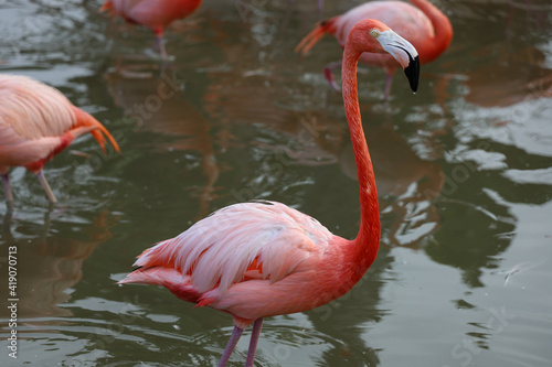 A colorful flamingo in shallow water. 