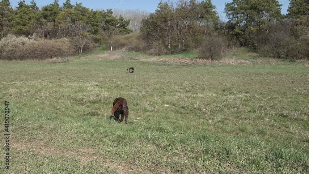 Two dogs in the field, a german shepherd running fast for a tree branch, a chocolate brown labrador retriever sluggish, slow, lazy