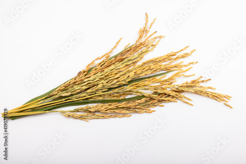 Ears of rice on white background with copy space