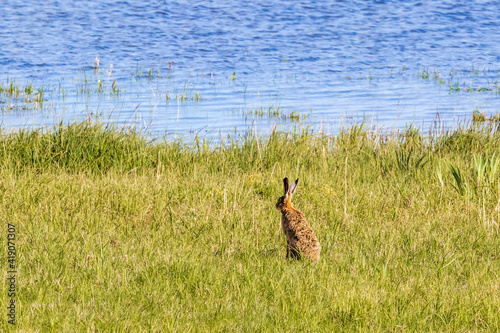 Hare sitting on a meadow by a beach
