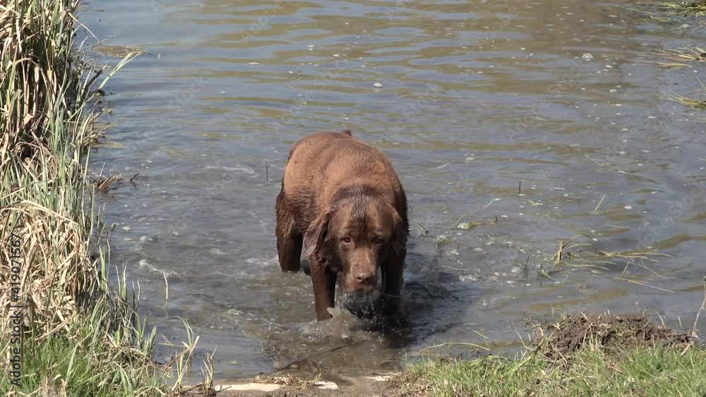 Chocolate brown labrador retriever dog bathes in a large puddle, drinking from the water, comes out of it, shakes his fur Chocolate brown labrador retriever dog bathes in a large puddle, drinking from the water, comes out of it, shakes his fur