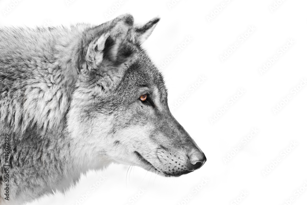 Black and white with colored eyes, a view of the distance Split a wolf of male