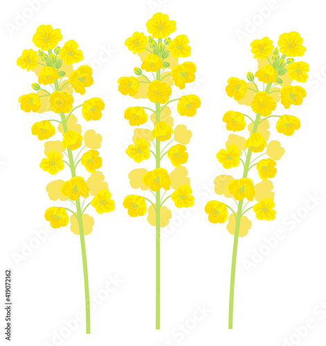 Three canola flowers