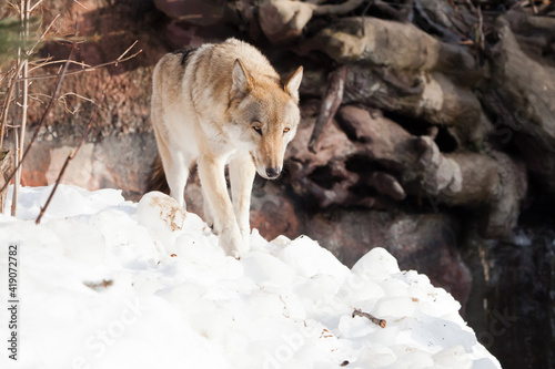 Dangerous Wolf Gloomy Come on the Snowclub Lowering the head photo