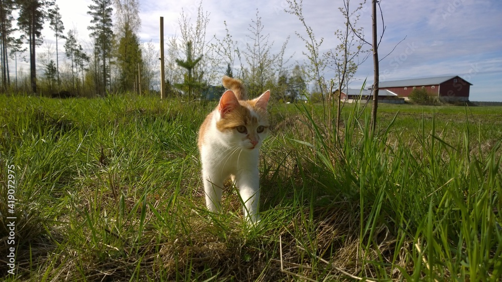 cat on the grass cat on the grass