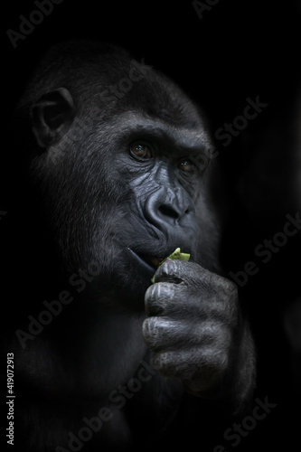 Pensive monkey gorilla holding a bright green leaflet in hand, symbol of intelligent animals, contrast portrait on