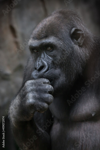 Gorilla female thinks putting his head on a fist
