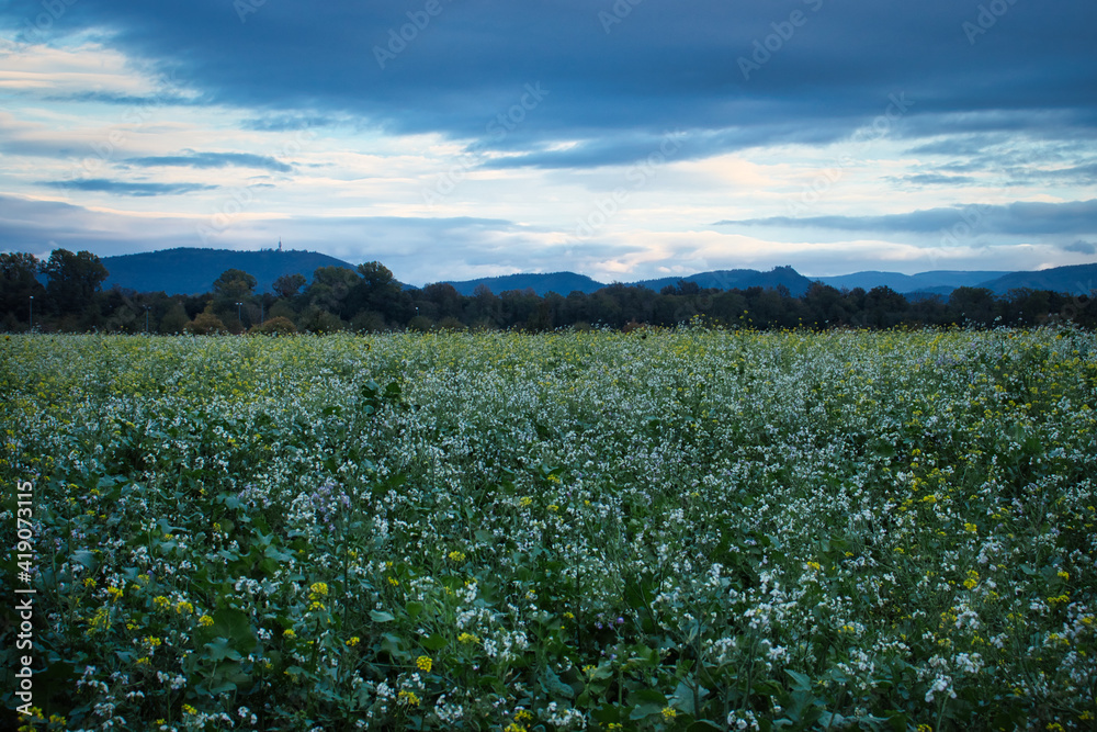 Field of white flowers and yellow rapeseed on a fall evening in Baden Baden, Germany.