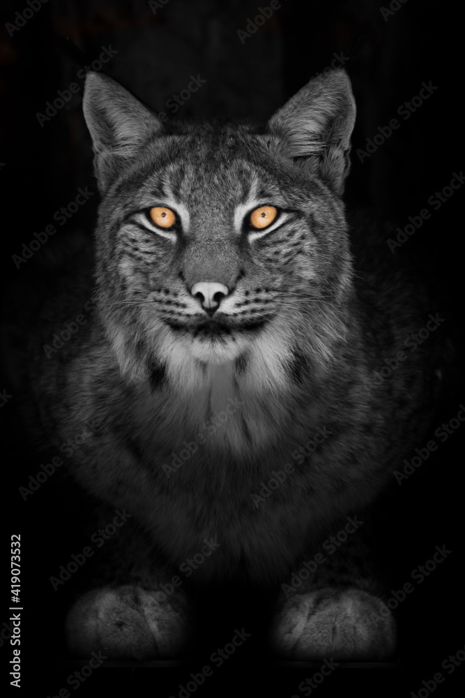 Lynx in the night full face look calm cat with orange eyes and a discolored black and white body