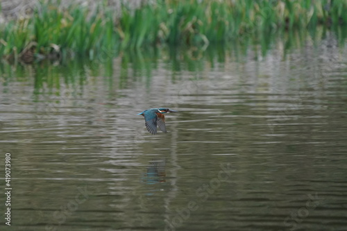 common kingfisher in flight