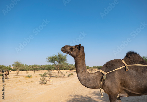Camel farm at the tuwaiq mountains near Riyadh  Saudi Arabia