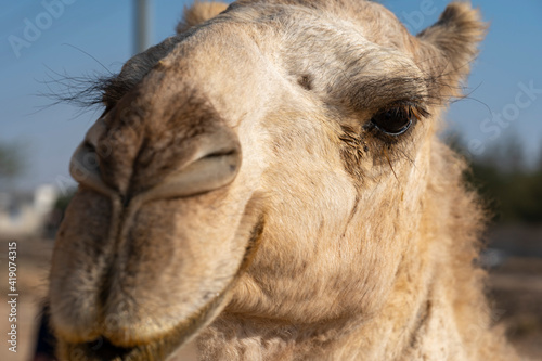 Camel farm at the tuwaiq mountains near Riyadh  Saudi Arabia