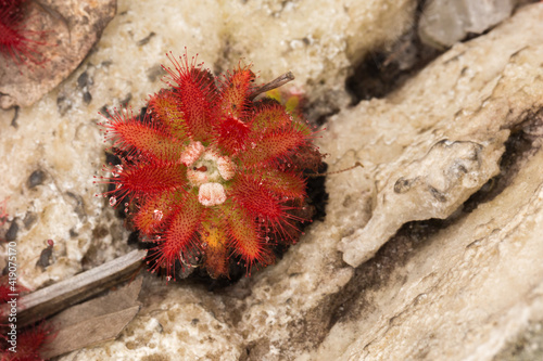 Nice redish plant of Drosera graomogolensis growing in a river bed close to Botumirim in Minas Gerais  Brazil