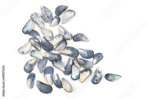 Blue mussel shells isolated on white background. Group of mussels from Oslo fjord, Norway.